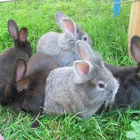 Lampeterhof Lejlighed