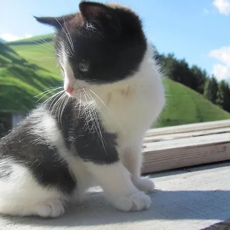 Lampeterhof Appartement